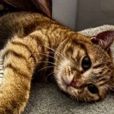 Chopper – EKH, Männchen, Alter unbekannt, 90537 Feucht – Foto 4