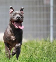 Racoon – Staffordshire-Mix, Männchen, 8 Jahre 2 Monate, 13057 Berlin – Foto 4