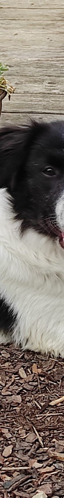 Lucia – Hütehund Mischling, Weibchen, Alter unbekannt, Nordic Strays e.V. – Foto 1