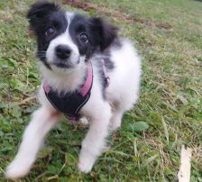 Lucia – Hütehund Mischling, Weibchen, Alter unbekannt, Nordic Strays e.V. – Foto 11