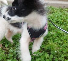 Lucia – Hütehund Mischling, Weibchen, Alter unbekannt, Nordic Strays e.V. – Foto 12