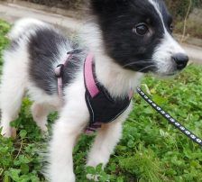 Lucia – Hütehund Mischling, Weibchen, Alter unbekannt, Nordic Strays e.V. – Foto 13