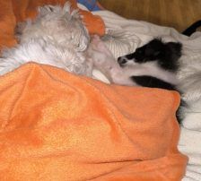 Lucia – Hütehund Mischling, Weibchen, Alter unbekannt, Nordic Strays e.V. – Foto 14