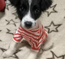 Lucia – Hütehund Mischling, Weibchen, Alter unbekannt, Nordic Strays e.V. – Foto 15