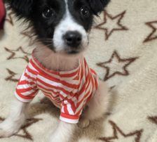 Lucia – Hütehund Mischling, Weibchen, Alter unbekannt, Nordic Strays e.V. – Foto 16