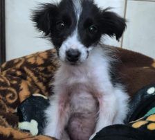 Lucia – Hütehund Mischling, Weibchen, Alter unbekannt, Nordic Strays e.V. – Foto 17