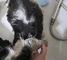 Lucia – Hütehund Mischling, Weibchen, Alter unbekannt, Nordic Strays e.V. – Foto 18