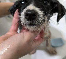 Lucia – Hütehund Mischling, Weibchen, Alter unbekannt, Nordic Strays e.V. – Foto 19