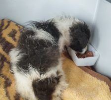 Lucia – Hütehund Mischling, Weibchen, Alter unbekannt, Nordic Strays e.V. – Foto 20
