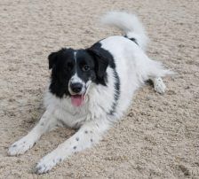 Lucia – Hütehund Mischling, Weibchen, Alter unbekannt, Nordic Strays e.V. – Foto 3