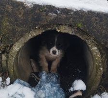 Lucia – Hütehund Mischling, Weibchen, Alter unbekannt, Nordic Strays e.V. – Foto 21