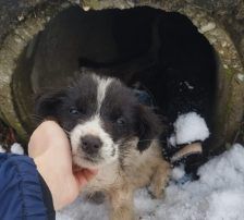 Lucia – Hütehund Mischling, Weibchen, Alter unbekannt, Nordic Strays e.V. – Foto 22