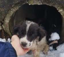 Lucia – Hütehund Mischling, Weibchen, Alter unbekannt, Nordic Strays e.V. – Foto 23