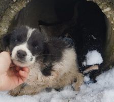 Lucia – Hütehund Mischling, Weibchen, Alter unbekannt, Nordic Strays e.V. – Foto 24