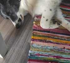 Lucia – Hütehund Mischling, Weibchen, Alter unbekannt, Nordic Strays e.V. – Foto 25