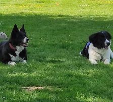 Lucia – Hütehund Mischling, Weibchen, Alter unbekannt, Nordic Strays e.V. – Foto 26