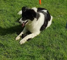 Lucia – Hütehund Mischling, Weibchen, Alter unbekannt, Nordic Strays e.V. – Foto 27