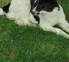 Lucia – Hütehund Mischling, Weibchen, Alter unbekannt, Nordic Strays e.V. – Foto 28