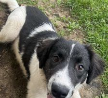 Lucia – Hütehund Mischling, Weibchen, Alter unbekannt, Nordic Strays e.V. – Foto 29