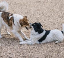 Lucia – Hütehund Mischling, Weibchen, Alter unbekannt, Nordic Strays e.V. – Foto 4