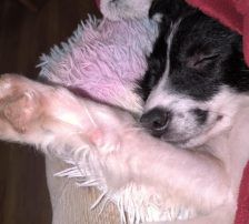 Lucia – Hütehund Mischling, Weibchen, Alter unbekannt, Nordic Strays e.V. – Foto 5