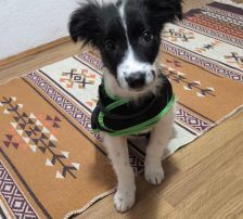 Lucia – Hütehund Mischling, Weibchen, Alter unbekannt, Nordic Strays e.V. – Foto 6