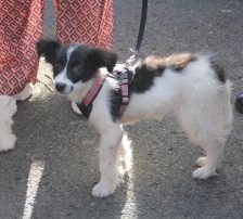 Lucia – Hütehund Mischling, Weibchen, Alter unbekannt, Nordic Strays e.V. – Foto 7