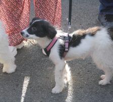 Lucia – Hütehund Mischling, Weibchen, Alter unbekannt, Nordic Strays e.V. – Foto 8