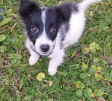Lucia – Hütehund Mischling, Weibchen, Alter unbekannt, Nordic Strays e.V. – Foto 9