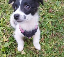 Lucia – Hütehund Mischling, Weibchen, Alter unbekannt, Nordic Strays e.V. – Foto 10