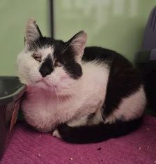 Neo – Europäisch Kurzhaar, Männchen, Alter unbekannt, 97525 Schwebheim – Foto 1