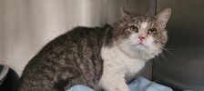 Neo – Europäisch Kurzhaar, Männchen, Alter unbekannt, 97525 Schwebheim – Foto 3