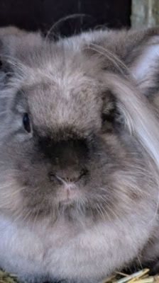 Spicy – Kaninchen, Weibchen, 2 Jahre, 39576 Stendal – Foto 1