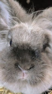Spicy – Kaninchen, Weibchen, 2 Jahre, 39576 Stendal – Foto 3