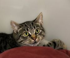 Spicy – Kaninchen, Weibchen, 2 Jahre, 39576 Stendal – Foto 5