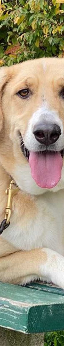 ARCHIE – Mix, Männchen, 5 Jahre, 81829 München – Foto 1