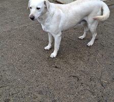 Cantata – Labrador-Mix, Weibchen, 2 Jahre, Nordic Strays e.V. – Foto 3