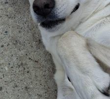 Cantata – Labrador-Mix, Weibchen, 2 Jahre, Nordic Strays e.V. – Foto 4