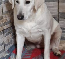 Cantata – Labrador-Mix, Weibchen, 2 Jahre, Nordic Strays e.V. – Foto 5