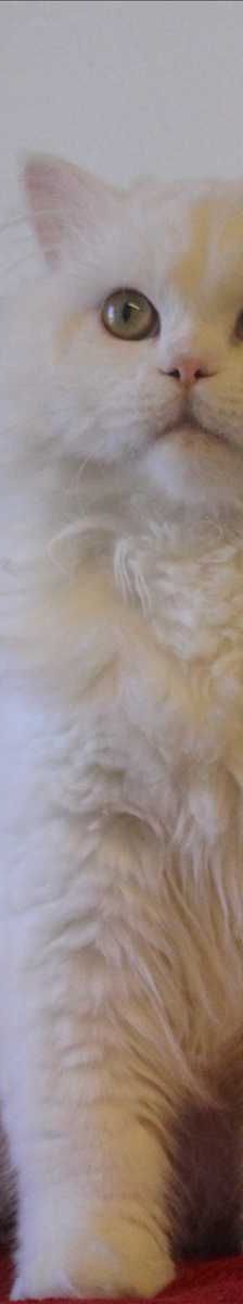 MIMO – Angora, Mix, Männchen, 7 Monate, 81829 München – Foto 1