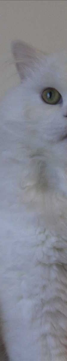 MIMO – Angora, Mix, Männchen, 7 Monate, 81829 München – Foto 2