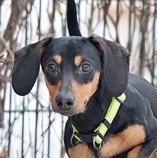 Jimmy – Dackel, Männchen, Alter unbekannt, 90537 Feucht – Foto 1