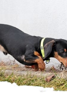 Jimmy – Dackel, Männchen, Alter unbekannt, 90537 Feucht – Foto 2