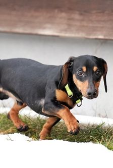 Jimmy – Dackel, Männchen, Alter unbekannt, 90537 Feucht – Foto 3