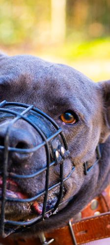 Chico – American Staffordshire, Männchen, 7 Jahre 7 Monate, 28357 Bremen – Foto 1