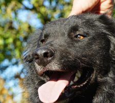 Tobby – Kroatischer Schäferhund-Mix, Männchen, 3 Jahre 1 Monat, Nordic Strays e.V. – Foto 2
