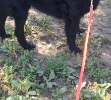 Tobby – Kroatischer Schäferhund-Mix, Männchen, 3 Jahre 1 Monat, Nordic Strays e.V. – Foto 3