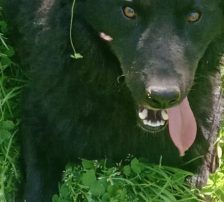 Tobby – Kroatischer Schäferhund-Mix, Männchen, 3 Jahre 1 Monat, Nordic Strays e.V. – Foto 4