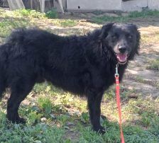 Tobby – Kroatischer Schäferhund-Mix, Männchen, 3 Jahre 1 Monat, Nordic Strays e.V. – Foto 5