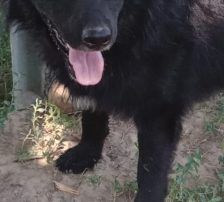 Tobby – Kroatischer Schäferhund-Mix, Männchen, 3 Jahre 1 Monat, Nordic Strays e.V. – Foto 6